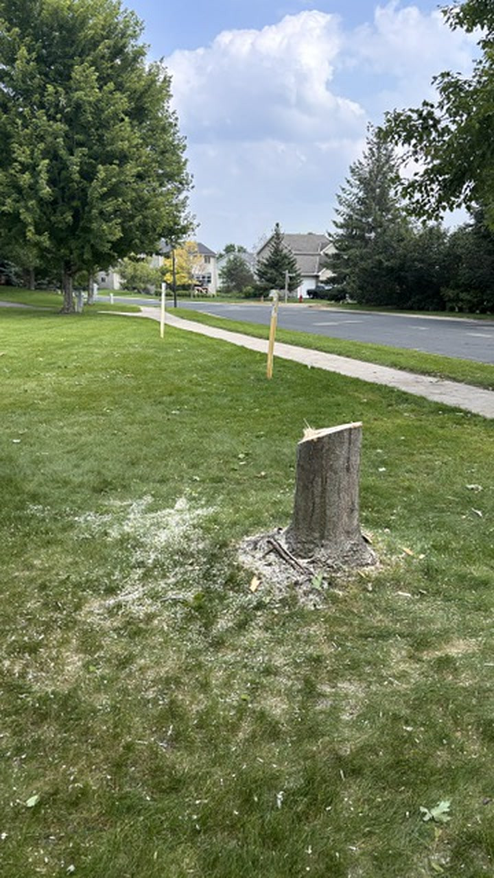 Tree Removal & Trimming in Waconia, MN